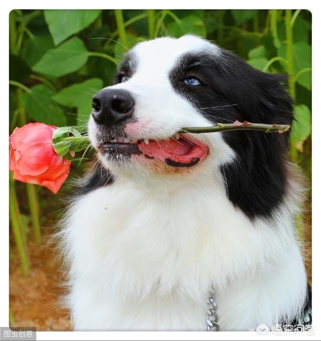 边境牧羊犬好不好的:边境牧羊犬除了聪明，还有什么优点？