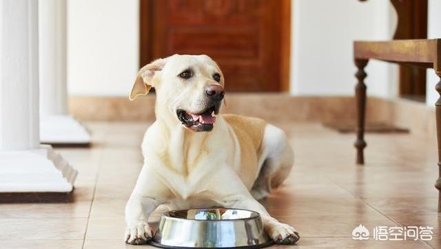 小时候拉布拉多犬性格:小时候的拉布拉多犬是不是粘人 成年之前的拉布拉多犬该什么照顾？