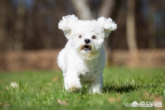 小比熊犬图片:比熊犬把主人当妈妈有什么表现？你家的有什么表现吗？