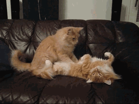 两只小猫咪图片:两只猫咪能相处得多愉快？