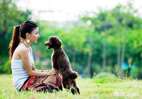 武汉贵宾犬论坛:我们可以怎么快速去判断贵宾犬身上是否有虫子呢？