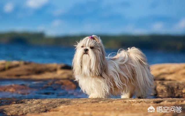 瑞典腊肠犬和德国腊肠犬:哪些犬种在原产国享有“国宝”的美誉？ 迷你腊肠犬和标准腊肠犬