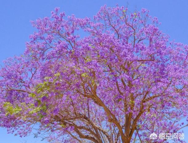 福建漳州江西移植蓝花楹报价单:蓝花楹为什么不叫蓝楹花？