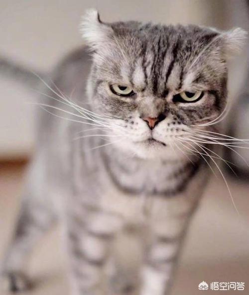 素力高海藻粉对猫咪的作用:怎么从一窝猫咪中挑选出猫王？