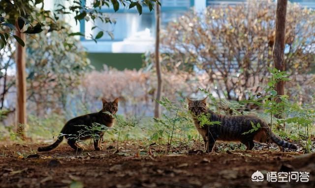 狸花猫宠物知识大全:名猫那么多，为什么有的人选择了狸花猫？ 狸花猫花色大全