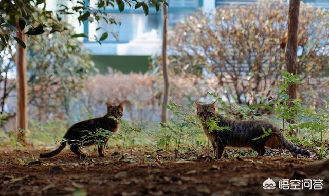 狸花猫是中国本土猫吗，怎样评价中国狸花猫与国外猫的区别，中国的狸花猫强在哪里