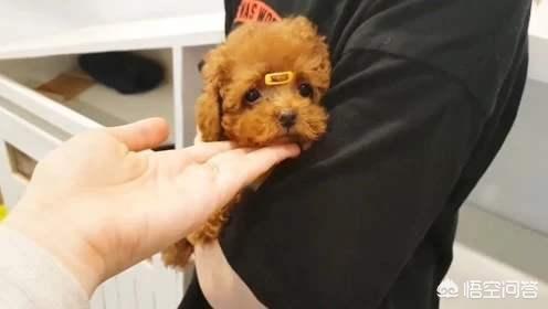 比格犬性格公泰迪绝育:想要了解泰迪的性格，可以从哪些方面入手？