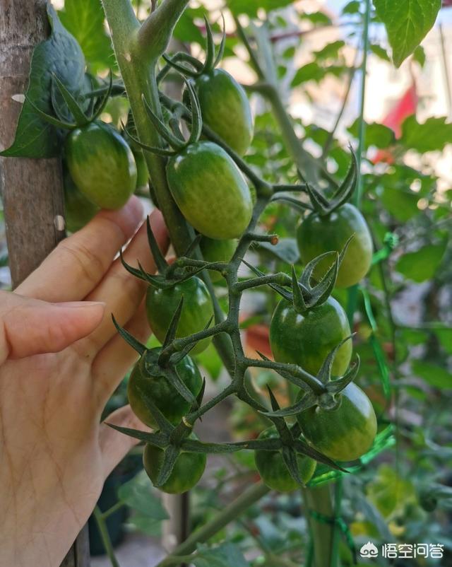 盆栽樱桃番茄种植方法:种植养育番茄的秘诀方法？