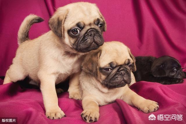 八哥狗图片:饲养巴哥犬，需要知道什么呢？