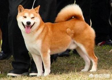 日本秋田犬价格:秋田犬价格为什么那么昂贵？ 日本秋田犬价格大连