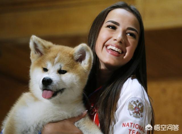 日本秋田犬价格:秋田犬价格为什么那么昂贵？ 日本秋田犬价格大连