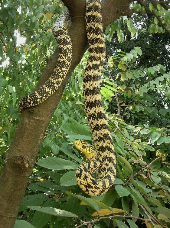 农村常见的菜花蛇真的可以吞下五步蛇吗