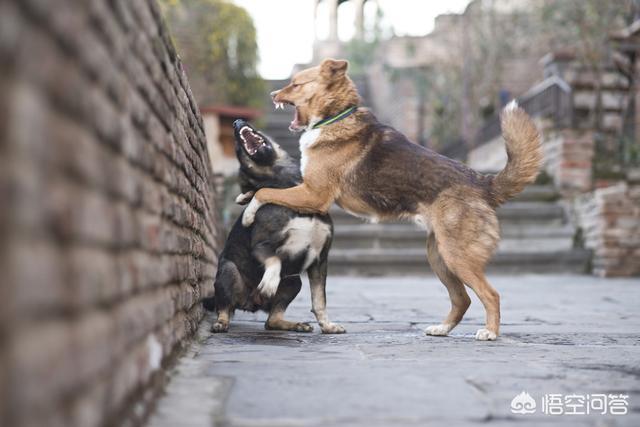 斗牛犬打架视频:哈士奇、金毛、拉布拉多打架哪个厉害？