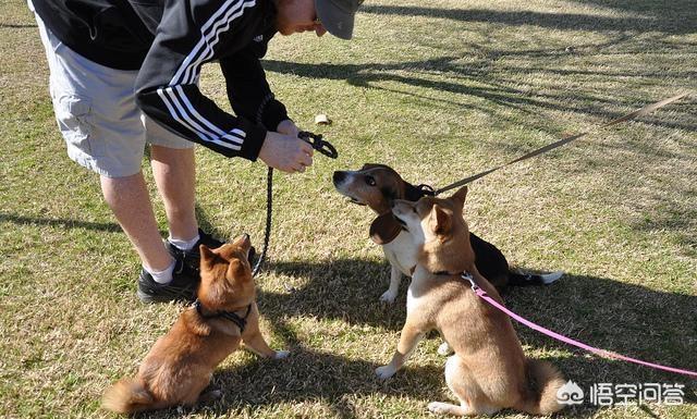 斗牛犬打架视频:哈士奇、金毛、拉布拉多打架哪个厉害？