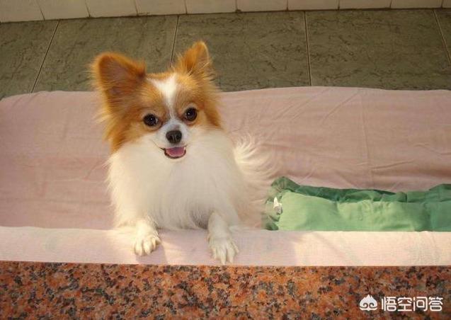 蝴蝶犬图片:蝴蝶犬图片幼犬多少钱 为什么养蝴蝶犬的人少了？