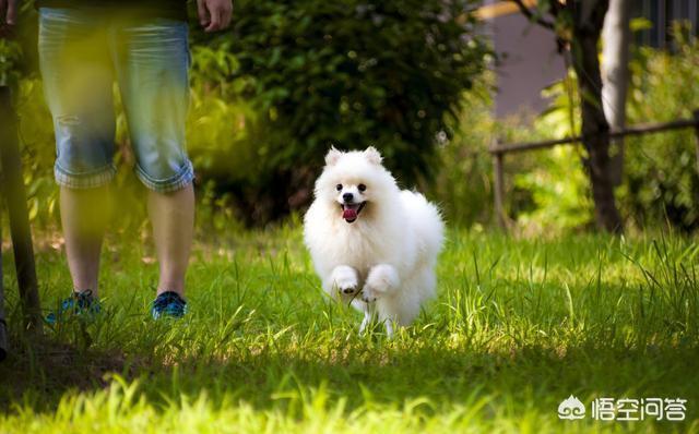 博美犬视频:狗换了新主人会想旧主人吗？