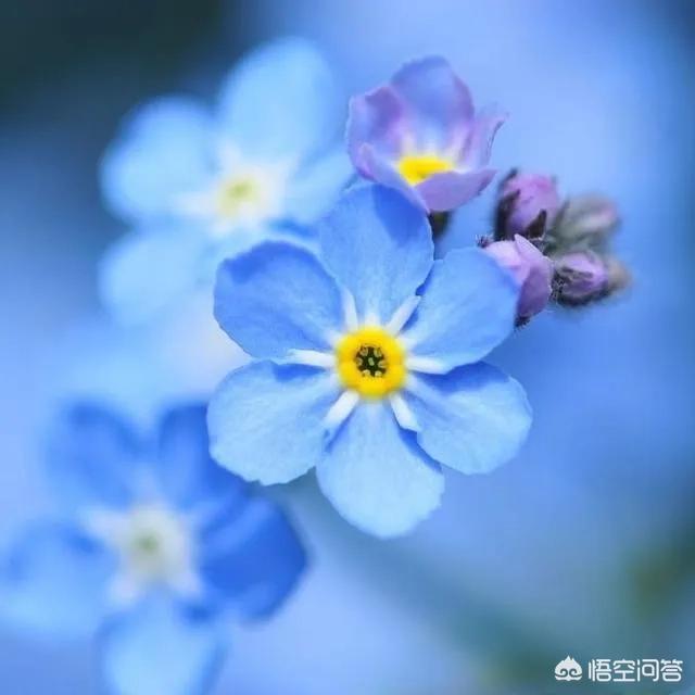 勿忘我和情人草:喜欢养花、插花，专业或业余花艺爱好者，怎样买花？