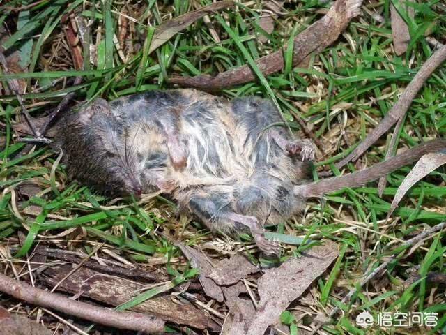 寡妇鸟:强奸犯出狱以后，会遭人歧视吗？