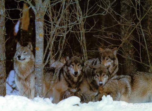 小桑藏獒养殖基地:原生藏獒在高原上流浪会饿死吗？为什么？