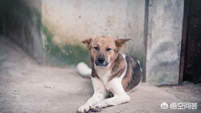 最受喜爱的宠物狗排名:你最喜欢什么犬种？养狗的话，你会考虑什么狗狗？