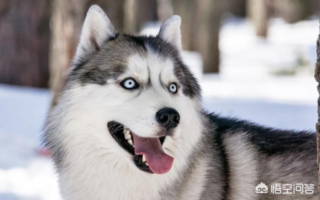 格陵兰犬是哈士奇吗:格陵兰犬pk西伯利亚牧羊犬 为什么不用哈士奇做工作犬？