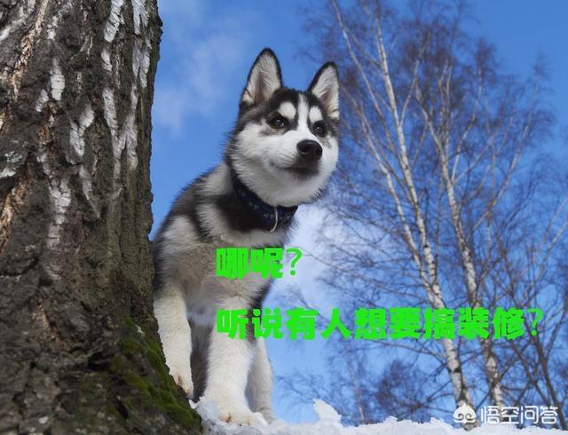 浙江工作犬训练基地:为什么不用哈士奇做工作犬？