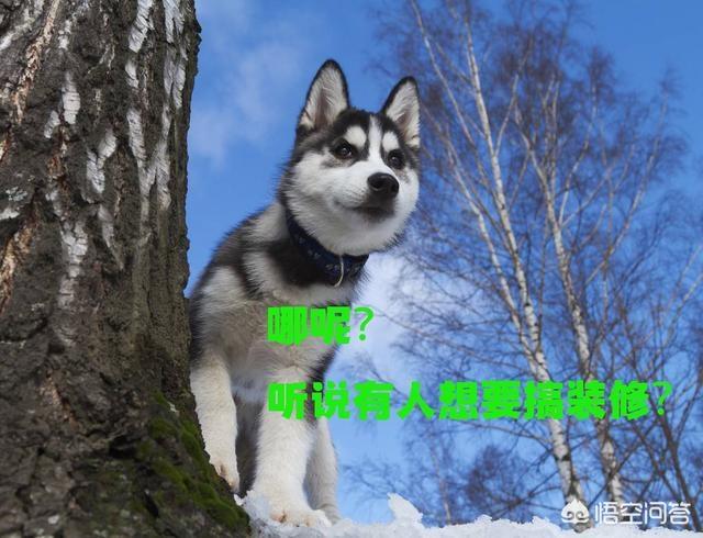 格陵兰犬是哈士奇吗:格陵兰犬pk西伯利亚牧羊犬 为什么不用哈士奇做工作犬？