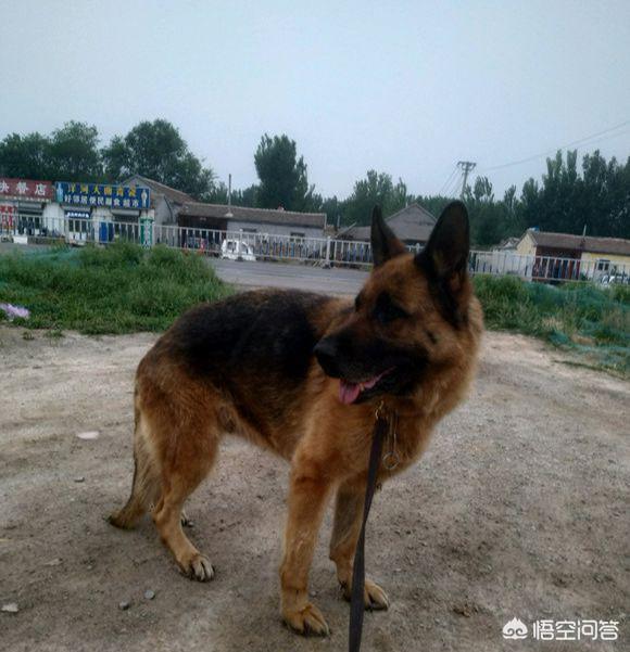 上虞德国牧羊犬论坛:德国牧羊犬到底好养吗？如果疫苗和驱虫，钙片都跟上还会生病吗？