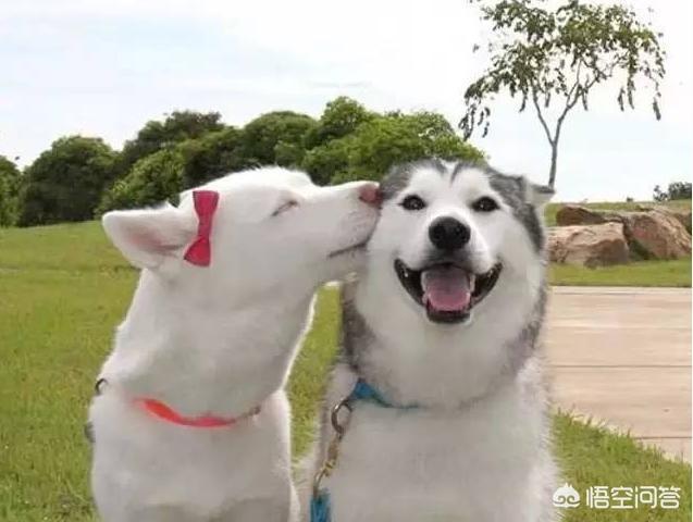 乐山犍为哈士奇吧:养一只哈士奇，会有什么心酸事？