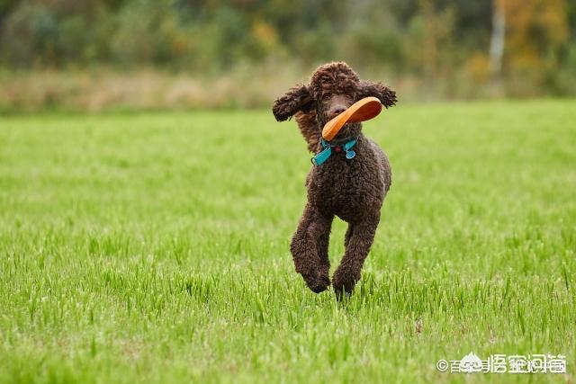 贵宾犬怎么养怎么训练:训练贵宾犬时，哪些禁忌一定不能犯？