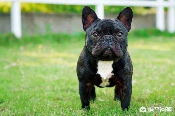 虎皮法斗犬多少钱一只:养哪些品种的狗狗是花钱比较多的？