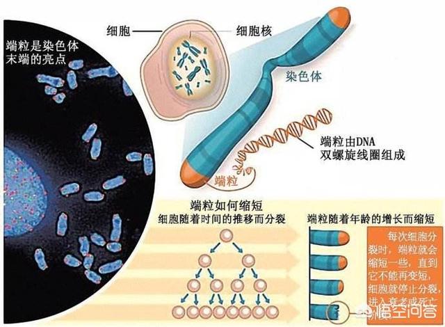 蜥蜴断尾再生图片:你觉得美国总统特朗普是“蜥蜴人”吗？ 蜥蜴断尾还能再生吗