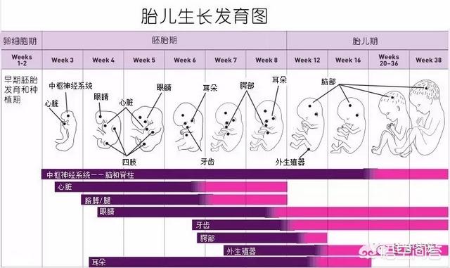 超乳改造乳怀孕网站:女人怀孕期间吃DHN真的有作用吗？
