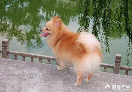 博美狗图片:新手饲养博美犬需要知道哪些事？