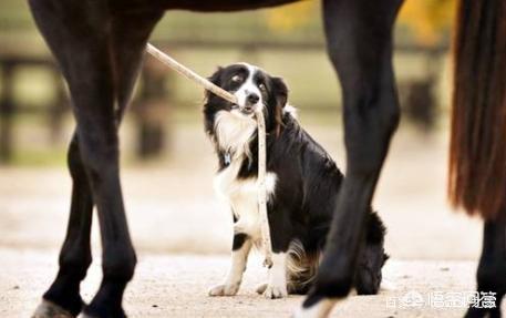 到边境牧羊犬训练教程:训练边牧的黄金期是什么时候？该怎么训练？训练什么？