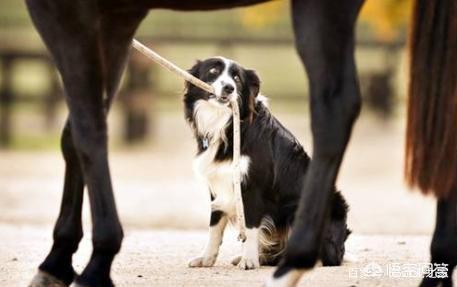 边境牧羊犬怎么训练，边牧幼犬怎么训练定点大小便