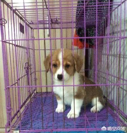 柯基犬怎么训练:我家柯基就是不会在厕所大小便，咋训练啊？