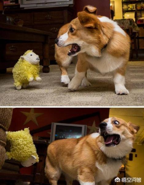 柯基犬怎么训练:我家柯基就是不会在厕所大小便，咋训练啊？