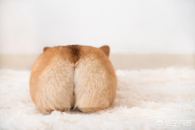 柯基犬怎么训练:我家柯基就是不会在厕所大小便，咋训练啊？