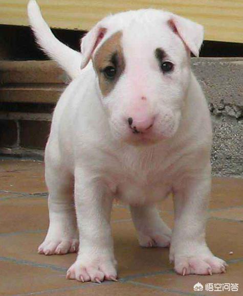 小柴犬图片小时候:柴犬的魅力到底有多大？你为什么养柴犬？