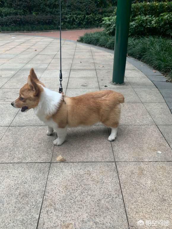 柯基vs科来特猫:各位，怎么才能让自己的妈妈同意养一只柯基？