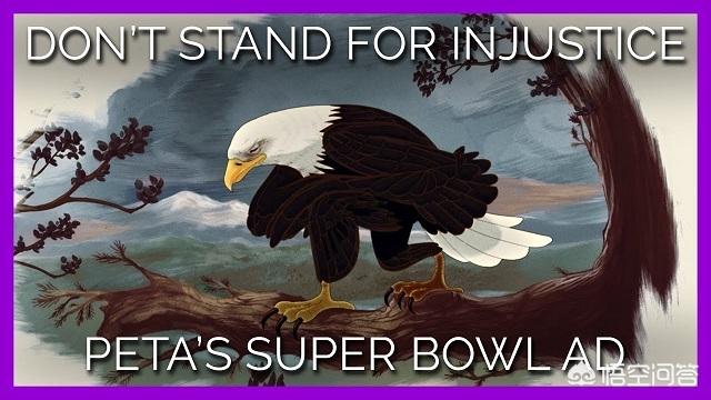 super休普狗碗:PETA超级碗广告为何导致推特网友的反感？