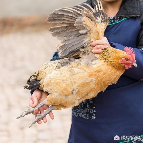 安第斯山猫可以养殖吗:现在农村散养的土鸡很受欢迎也好卖，为什么养的人不多？