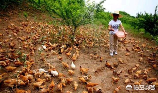 安第斯山猫可以养殖吗:现在农村散养的土鸡很受欢迎也好卖，为什么养的人不多？