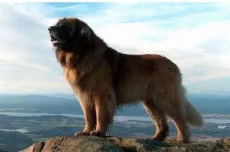 兰伯格獒犬:有哪些珍稀狗狗，一般人都没见过？ 兰伯格獒犬的价格