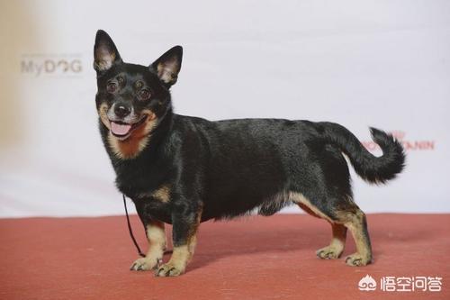 兰伯格獒犬是什么意思:兰伯格獒犬 梗犬与獒犬的区别是什么？