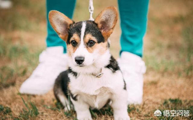 网红柯基图片:柯基犬有什么缺点，家里饲养好不好？