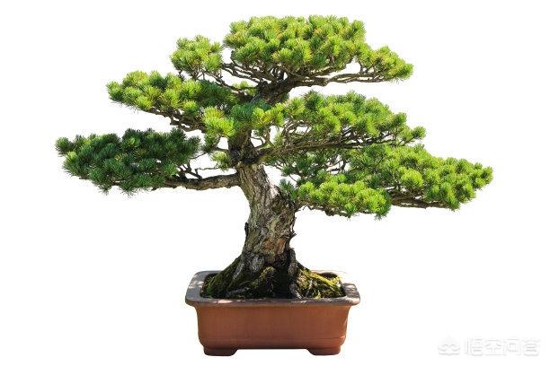野生紫林树如何移植？