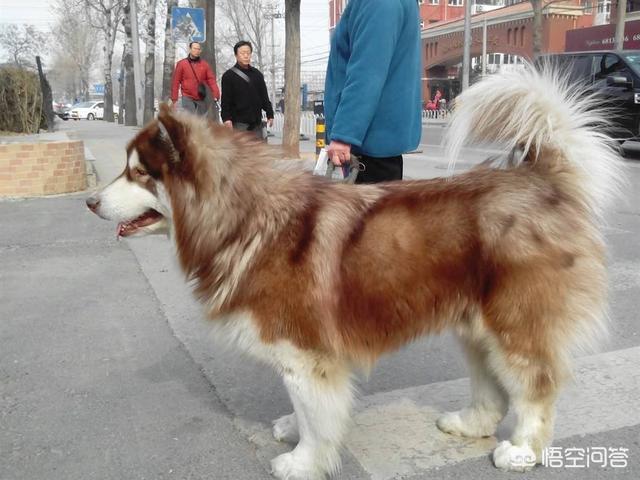 东台市阿拉斯加克利凯犬视频选犬:最近想要养狗，阿拉斯加和哈士奇养哪个？