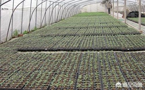 林靖恩播种成功:辣椒或者朝天椒种子播种之后多久发芽，如何处理最容易成功